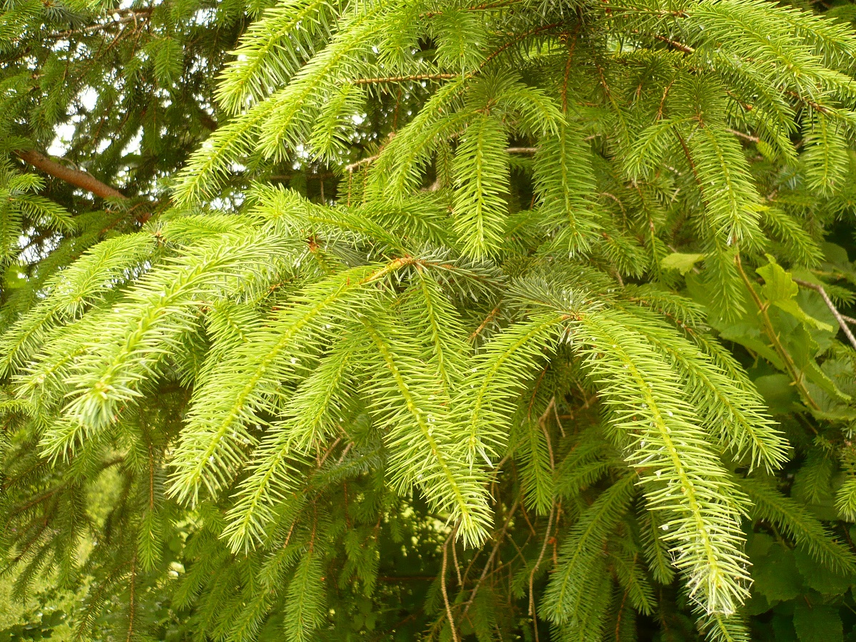 Picea sitchensis (Pinaceae)